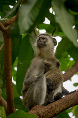 Vervet monkey mother hugging baby in tree