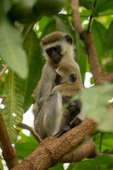 Vervet monkey mother with baby on branch