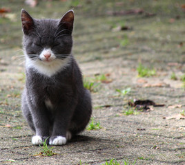 Kleine graue Babykatze auf einem Bauernhof