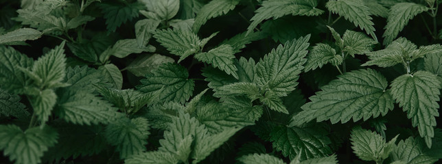 Full frame image of green nettle leaves of nettle background