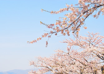 桜　空　山　素材