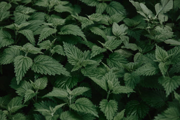 full frame image of green leaves of nettle background
