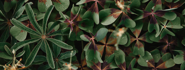 full frame image of bronze dutch clover covered by water drops background