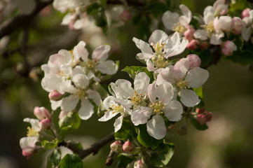 Fototapeta na wymiar Closeup of spring apple blossom on trees