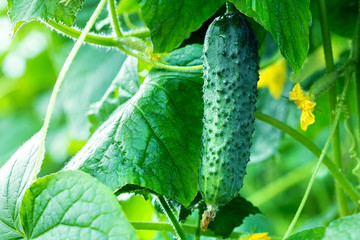 Small cucumber hanging on plant, the cultivation of useful vegetables.In the greenhouse grows a young cucumber.