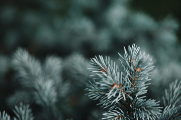 selective focus of white pine branches with needles on blurred background