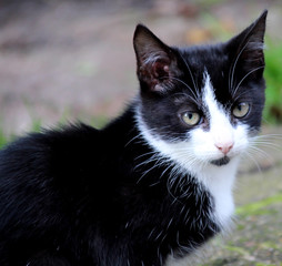 Babyk&auml;tzchen schwarz wei&szlig; 