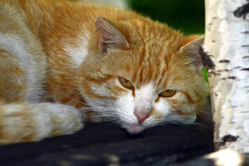 Tomcat