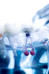 Dentist dental teeth model