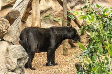A black panther in a zoo, in good condition