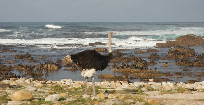 uno struzzo a cape point