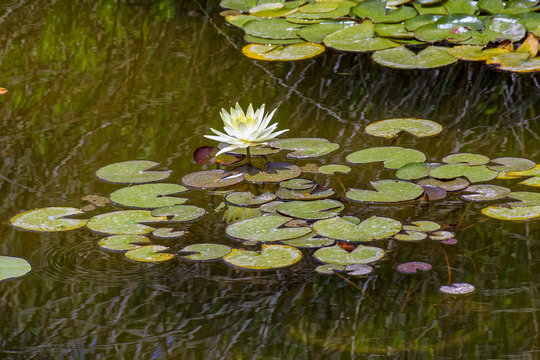 White water liliy or lotus flower in a garden pond.