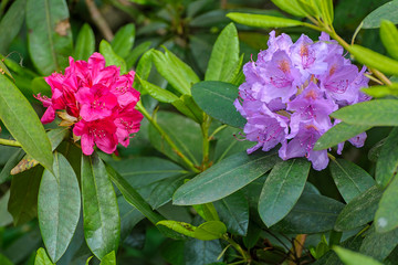 Pink and magenta flowers rhododendron on a branch with leaves growing in the spring.