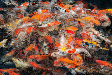 Colorful Japanese carp fish in a pond.