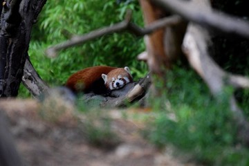 Peaceful Panda