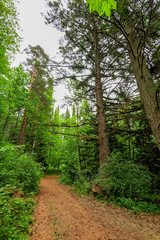 Fototapeta na wymiar Nature hiking trail in forest, Finland.
