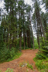 Obraz premium Nature hiking trail in forest, Finland.