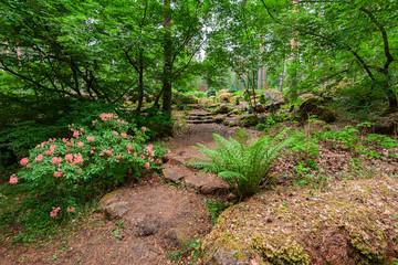 Nature hiking trail in forest, Finland.