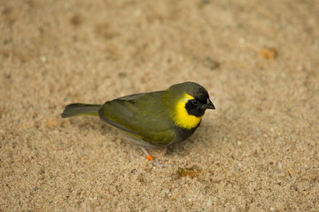 Cuban Finch.(Tiaris canora).