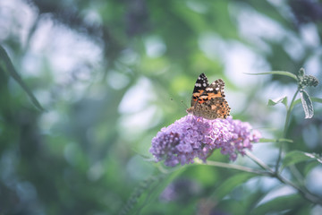 Papillon sur fleur