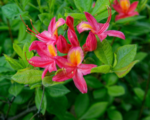 Bright pink and yellow flowers of blooming azalea on the bush.