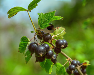 Bunches of ripe black currant edible berries on the bushes.
