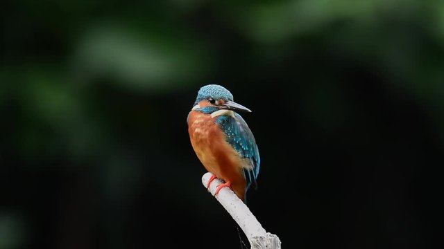 Colorful bird close up,front view. Common Kingfisher perching still on branch in the wind blowing feathers gently moving head back and more looking at photographer with natural black background,hd slo