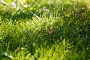 Green lawn. Background. Close up. Texture
