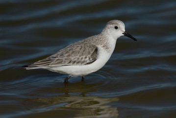 Sanderling, stehend im seichten Wasser