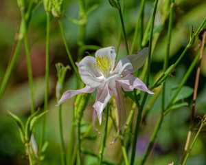 Columbine flower