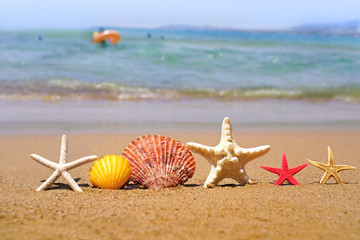 Fototapeta na wymiar Starfishes and sea shells on beach sand. Summer vacation concept.