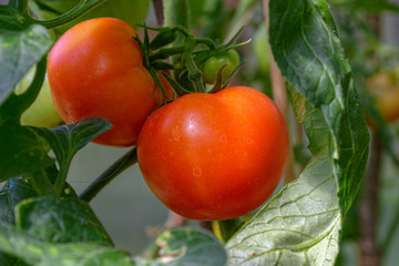 Close-up of homegrown tomatoes.