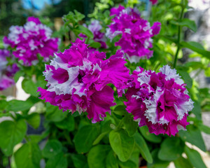 Close-up view to bicolor flower of blooming terry petunia on natural foliage background.