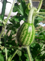 water Melon