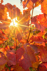 Sonnenaufgang im herbstlichen Weinberg