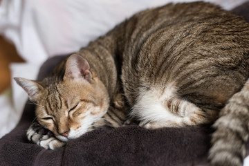 funny tabby cat