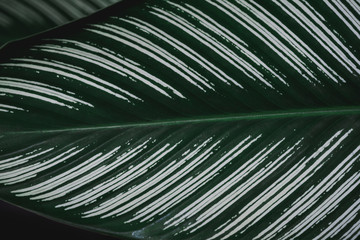 abstract, Green leaf pattern nature dark green background.