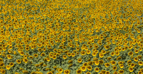 summer field of sunflowers 