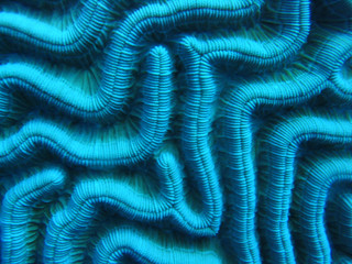 Brain Coral under water coral reef Bonaire © Glimpses in Time