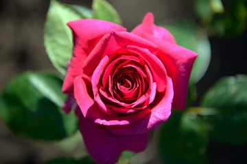 Rose red is tender in the garden close. Luxury flower grows in joy. 