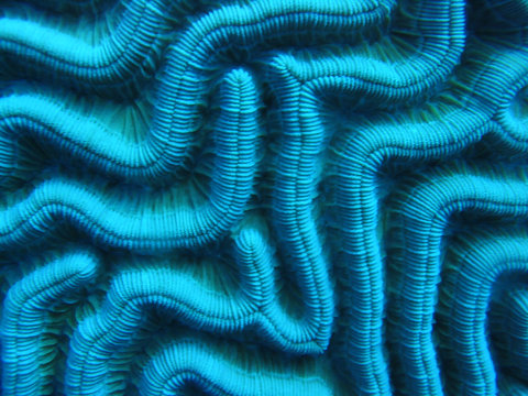 Brain Coral under water coral reef Bonaire