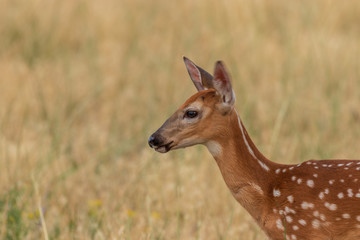 Obraz premium Whitetail Deer Fawn