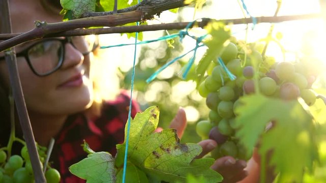 Woman in the garden is holding a big grapes in her hands. Slow motion