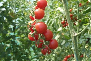  ripe cherry tomatoes on a bush. autumn and fall harvest