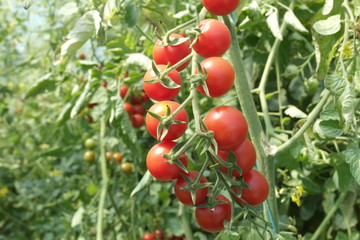  ripe cherry tomatoes on a bush. autumn and fall harvest