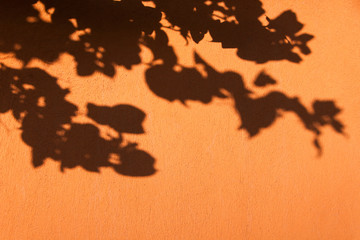 Bougainvillea Flowers Shadows on Orange Wall on a Bright Sunny Day.