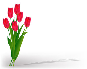 Lovely spring background with tulip flowers vector image