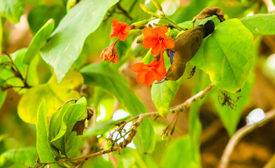 Olive backed sunbird