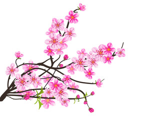 Watercolor sakura frame. Background with blossom cherry tree branches. Hand drawn japanese flowers background