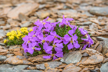 lilac flowers stones mountains closeup